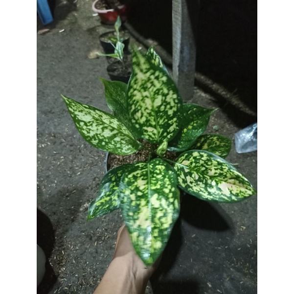 aglonema venus white / venus gold