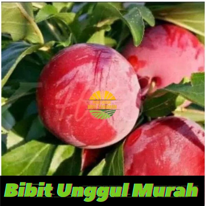 Asli! bibit plum ausie Terlaris