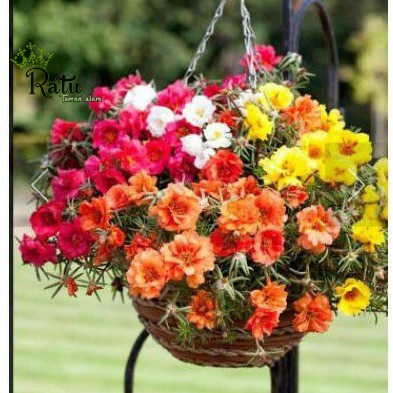 tanaman hias sutra bombay / krokot / bunga krokot