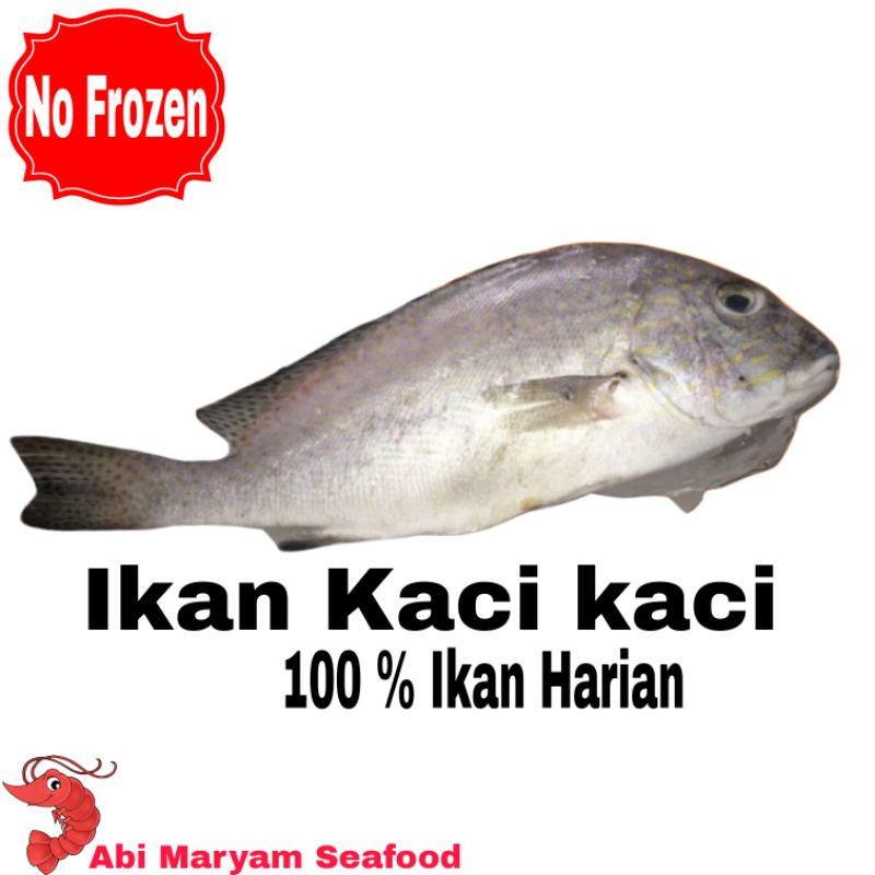 

Ikan Kaci kaci Fresh Berkalitas 1kg