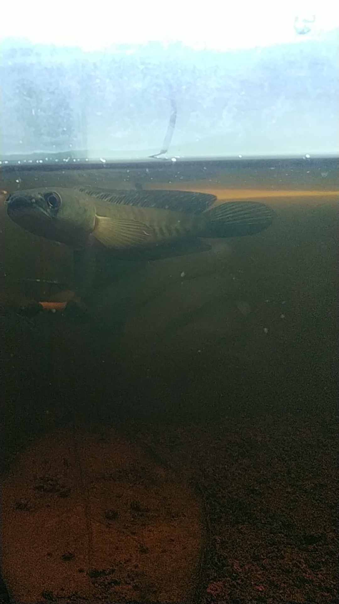 30 Set Mata Bor Ukir / Mini Drill Carving Tools Kayu, Besi Kaca Cincin Piring Arkilik Dll