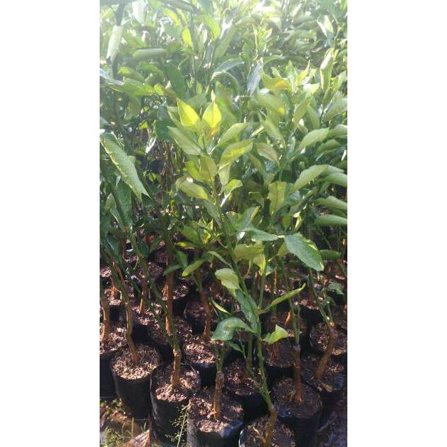 CLIR BIBIT JERUK BABY BERKUALITAS  BIBIT TANAMA BUAH BUAH JERUK BABY 