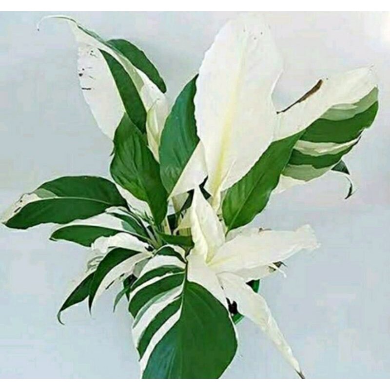 tanaman hias peach Lily spatu pilum varigata