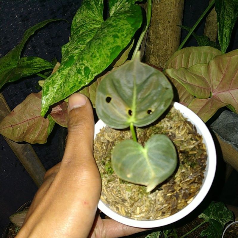 

beby melano