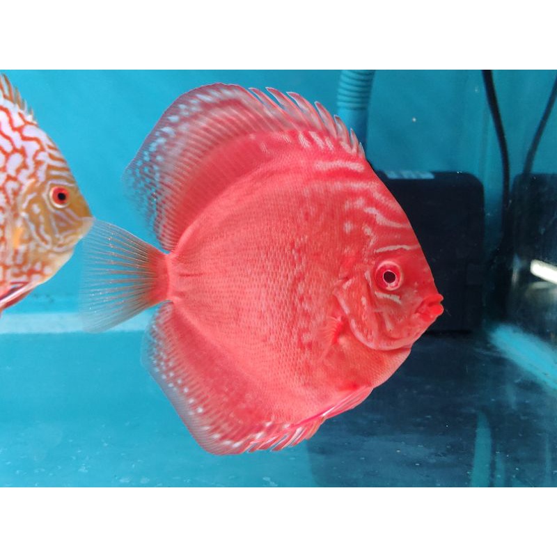 Discus Albino 4 inch