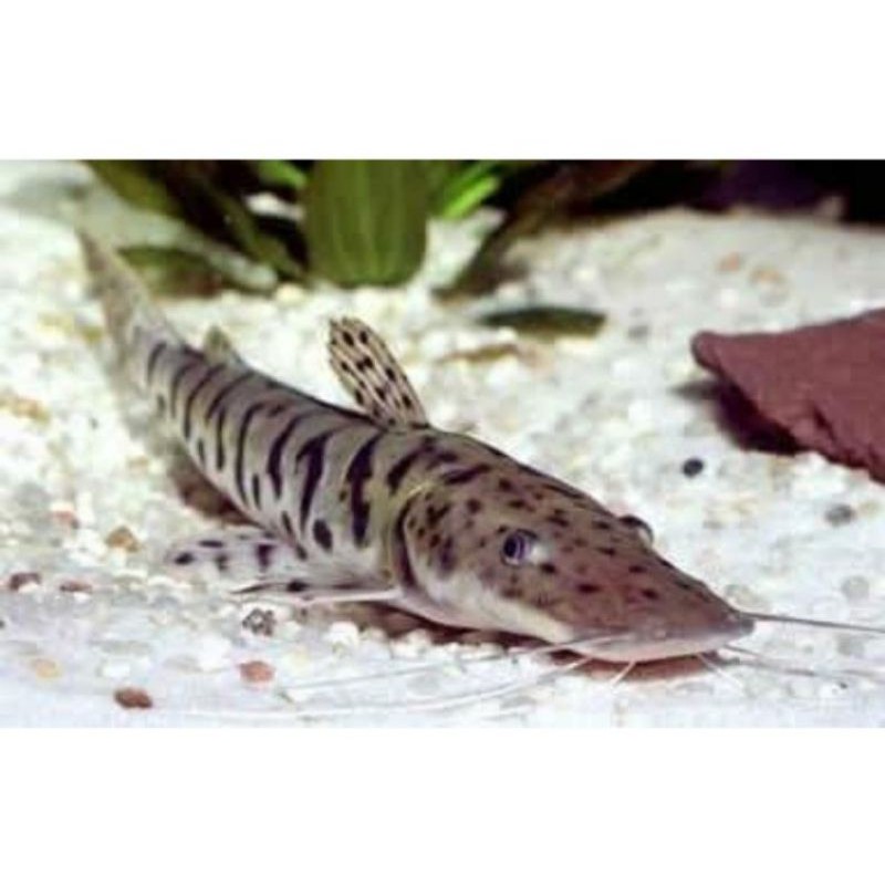 Catfish leopard