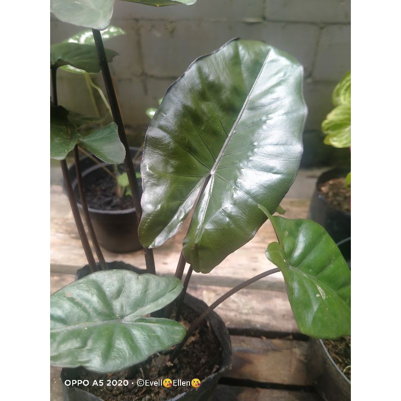 Keladi black sente / sente hitam