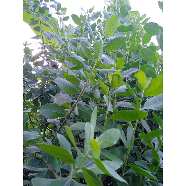 Daun Beluntas