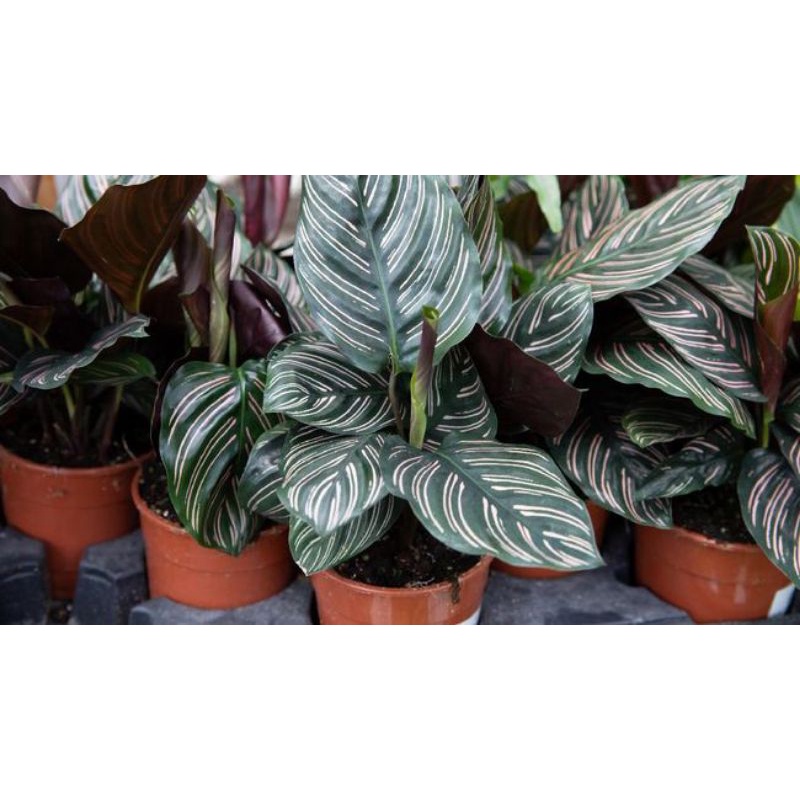 Calathea batik Ornata