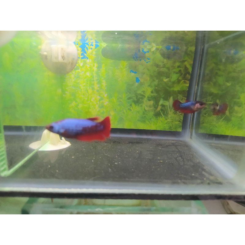 ikan cupang plakat / halfmoon betina fancy