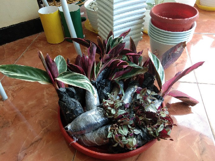 Tanaman Khas Bali Penghias Ruangan Meranti Bali/calathea Multicollor