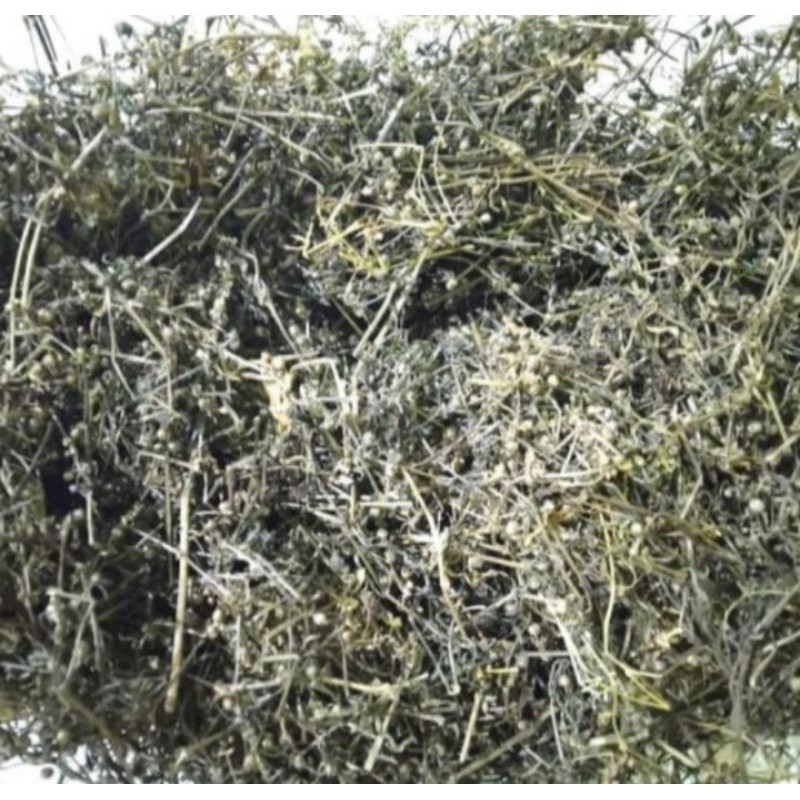 

Rumput Mutiara Kering Kualitas Bagus Asli Herbal Dan Rempah