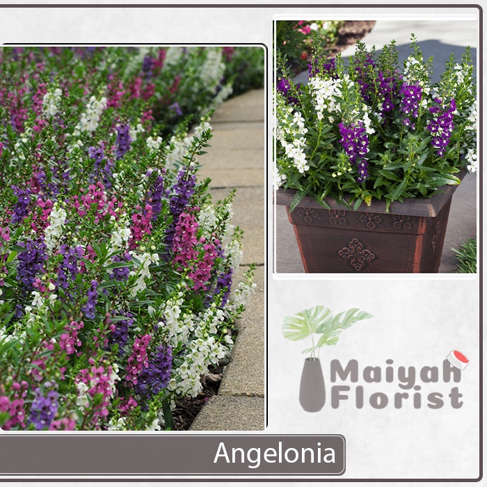 Tanaman Hias Lavender Pengusir Nyamuk - Angelonia - Sudah Berbunga - Aneka Warna