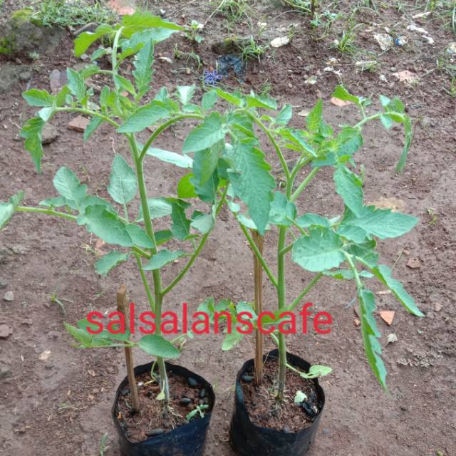 pohon Tomat-Tanaman sayur Pohon Tomat