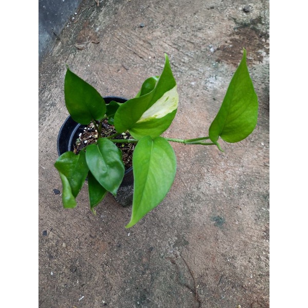 Epipremnum Kujang