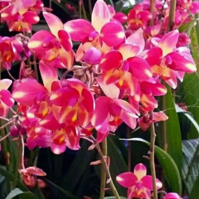 Anggrek tanah pink cerah kombinasi kuning