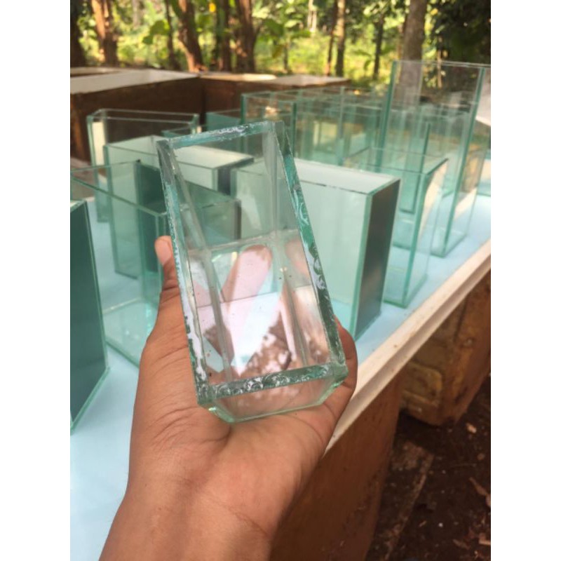 soliter cupang soliter ikan cupang soliter mini aquarium mini aquarium cupang soliter selfi