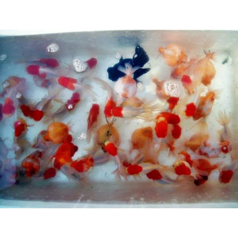 45 Media Filter Aquarium Mas Koki Terbaik
