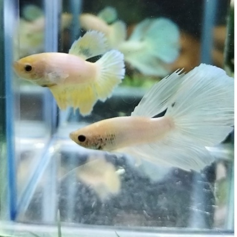 SEPASANG IKAN CUPANG HALFMOON/HM MASCOT SERIES  100% REALPICT