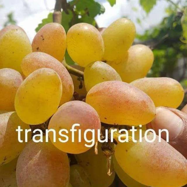 Bibit anggur import trans / bibit anggur import transfiguration