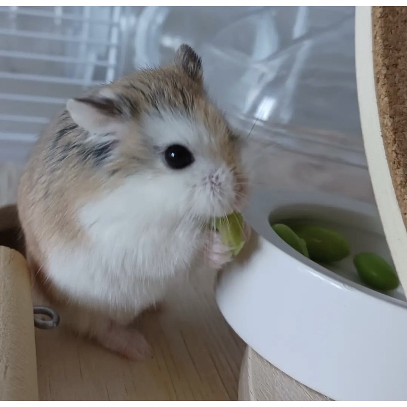 hamster roborovski jinak sehat lincah