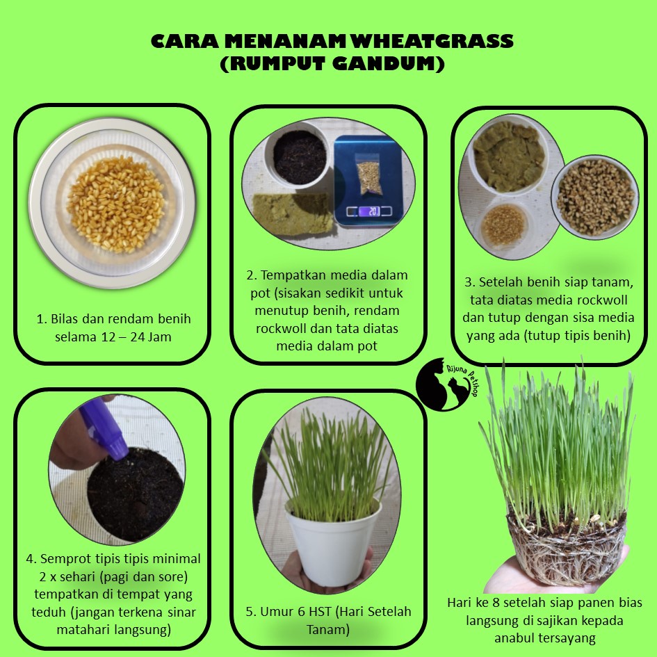 Jual Rumput Kucing/Gandum (Paket Lengkap Pot + Media + Benih + Cara Menanam) Indonesia|Shopee Indonesia