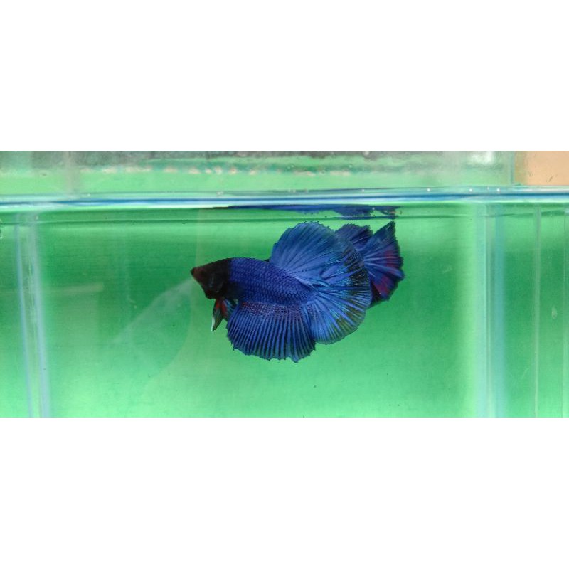 ikan cupang halfmoon