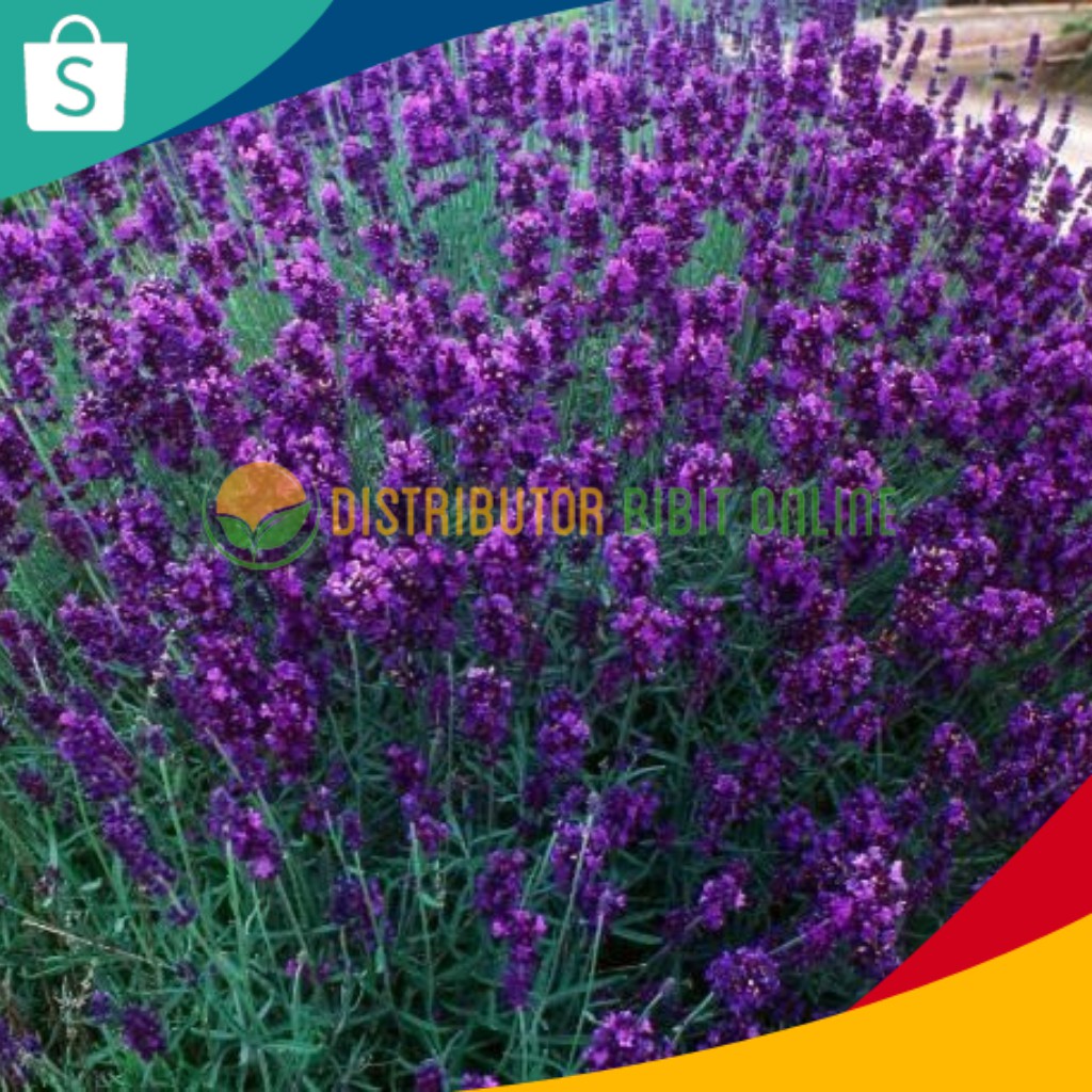 Bibit Bunga Lavender Pengusir Nyamuk Siap Tanam