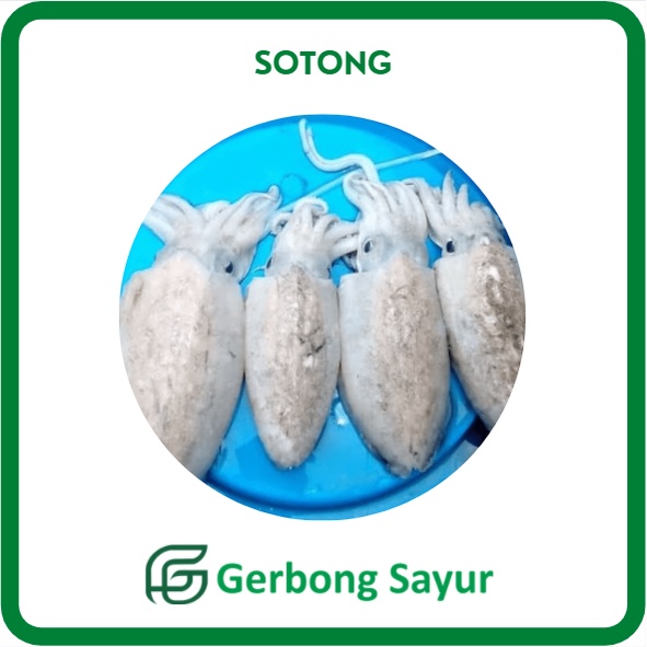 

Cumi Sotong Segar Besar - 1Kg