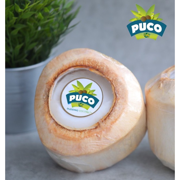 PUDING KELAPA ASLI PUCO PUDDING COCONUT DAILY FOOD