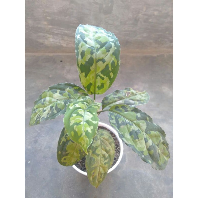 

pictum tricolor