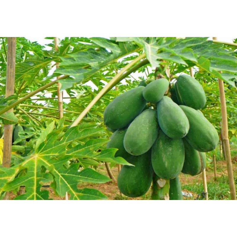 

PEPAYA MENTAH LANGSUNG DARI POHONNYA