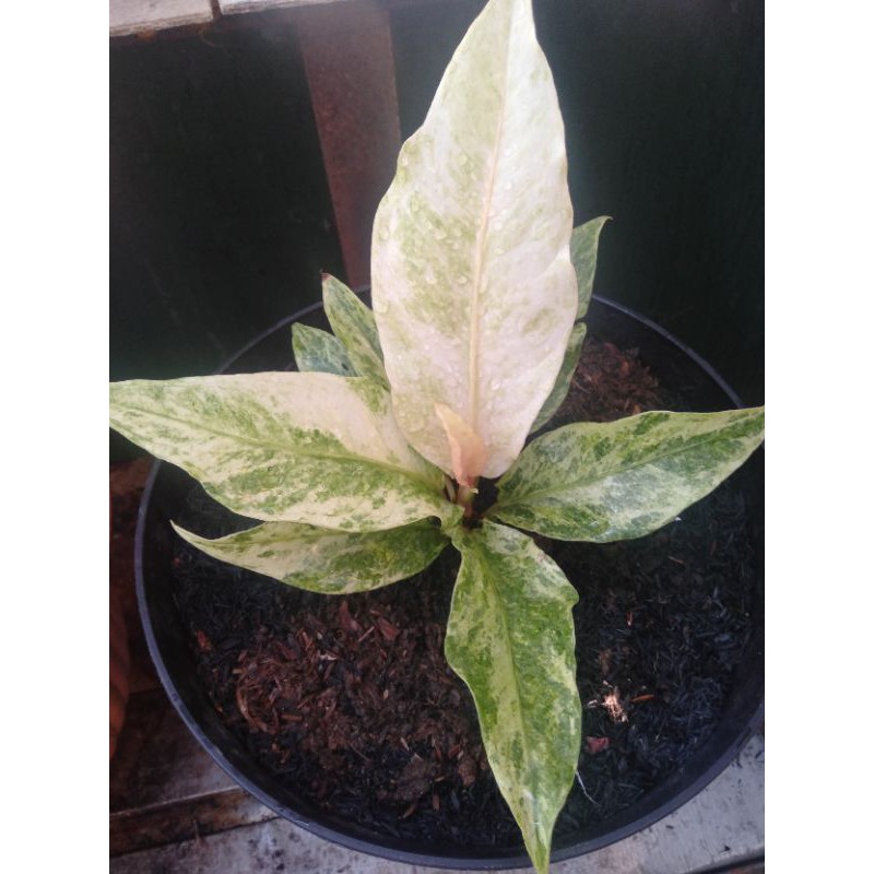 Hokeri polkadot rumpun