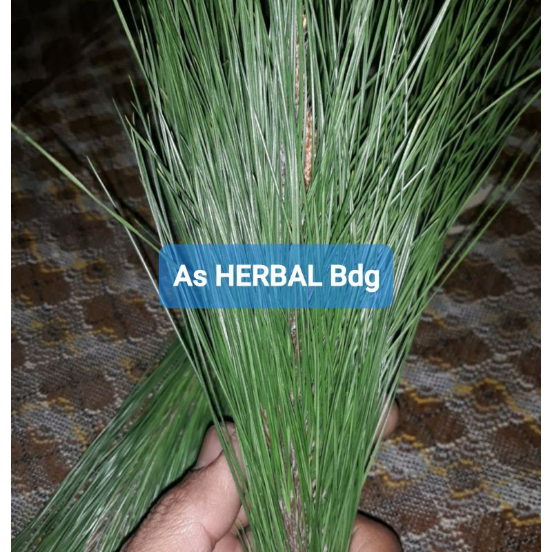 

Paket 250 gram daun pinus segar fresh langsung petik-az