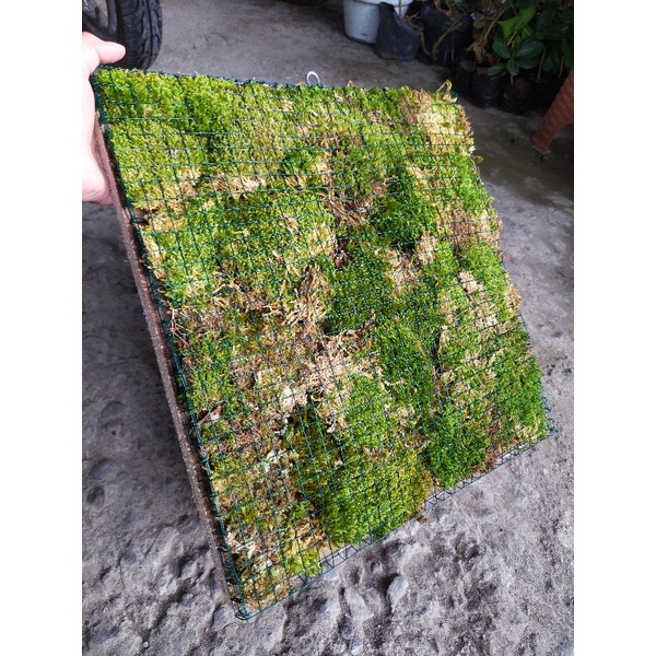 Papan Platycerium. Media tanam tempel tanduk rusa.