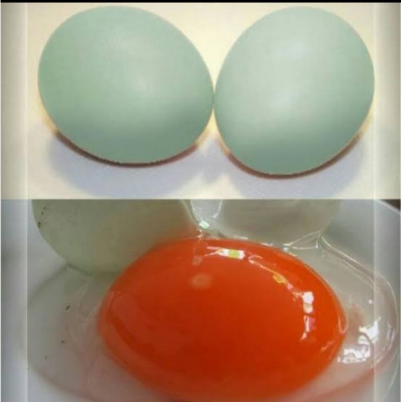 

Telur Bebek Omega Fresh