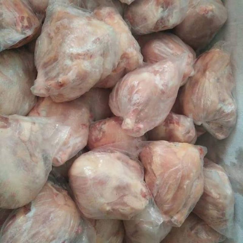 

Ayam Boiler Karkas 400 500 600 700 800