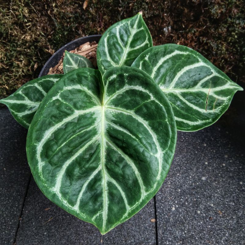 Anthurium Indukan Dorayaki Hijau X Dorayaki Silver