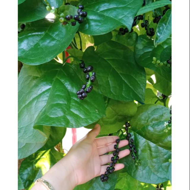 

Buah Angkung Asli dan Benih Angkung Asli