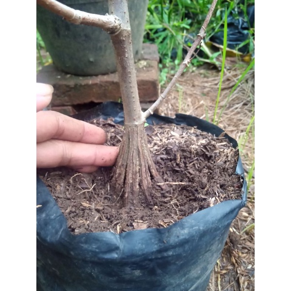 bahan waru merah pecah batang