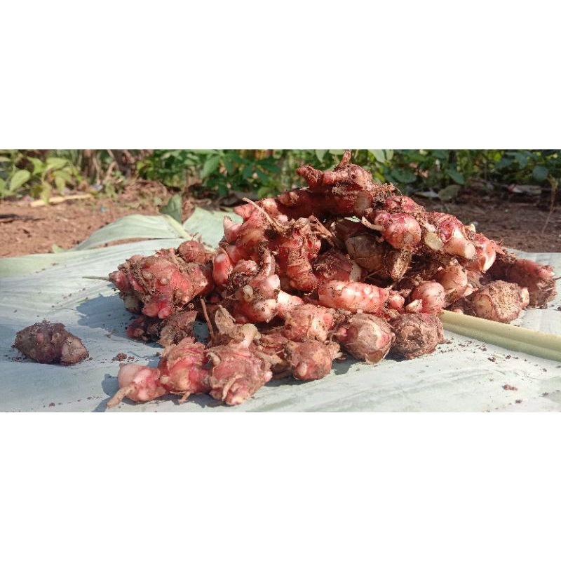 

jahe merah Baduy (jahe menntah)