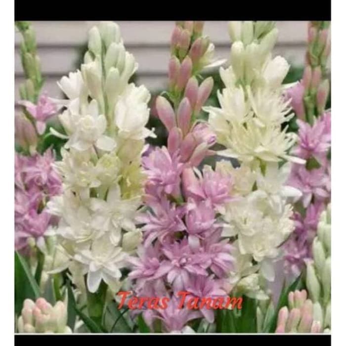 Bibit tanaman bunga sedap malam