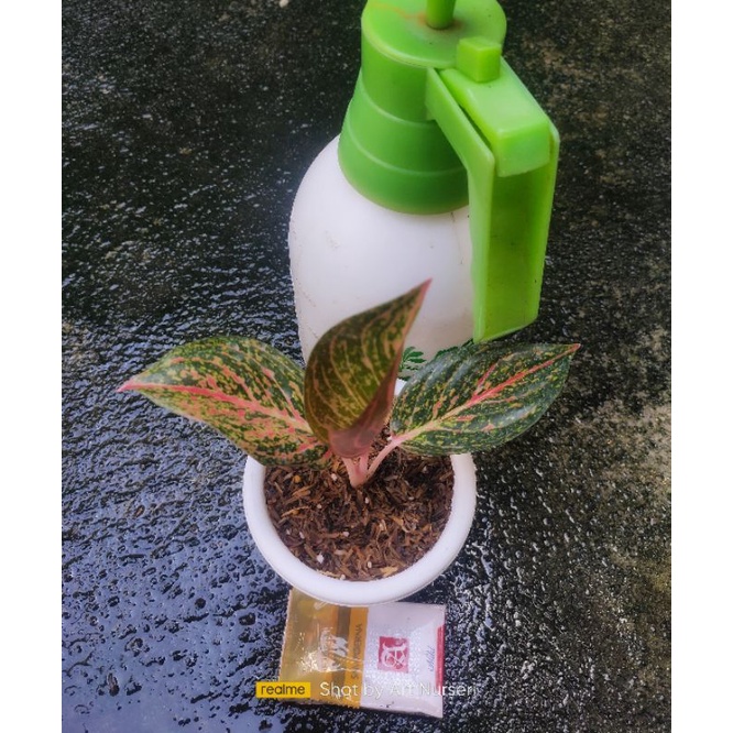 AGLAONEMA red tiara baby