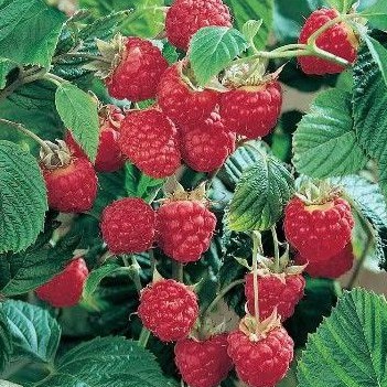 Benih Buah Unggul Raspberi Buah Raspberry