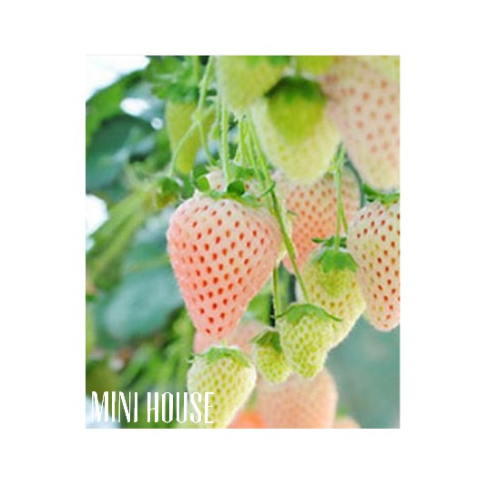 BIJI BENIH BIBIT STRAWBERRY PUTIH