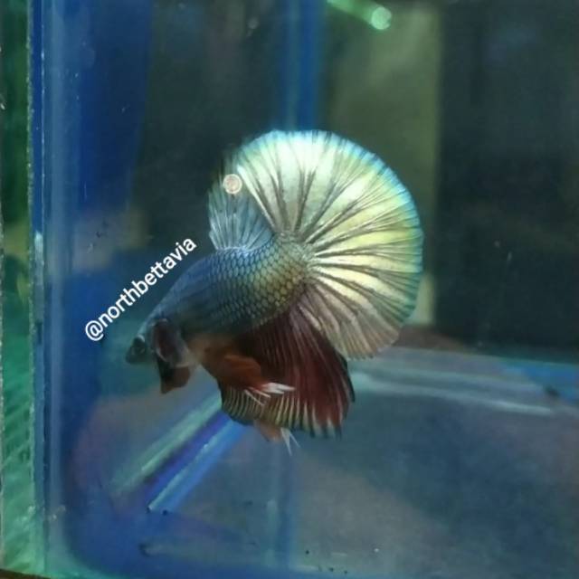 

Ikan hias cupang solid colour