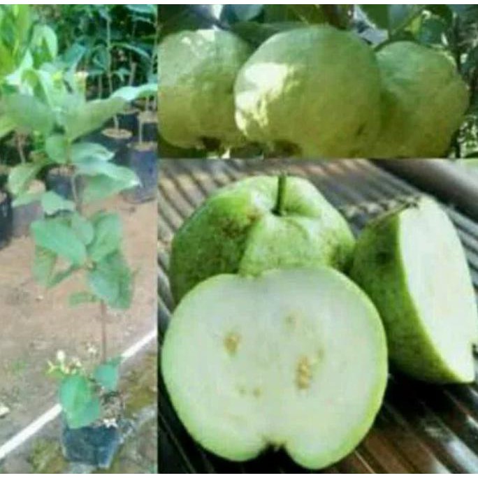 Sedia Bibit Jambu Kristal Putih Tanpa Biji 50 cm - Benih / Biji k0d