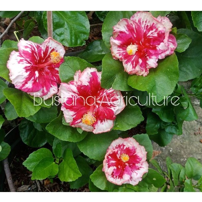 Bunga Sepatu Bangkok Hibiscus import hpbw Tanaman Hias Hidup Siap Berbunga