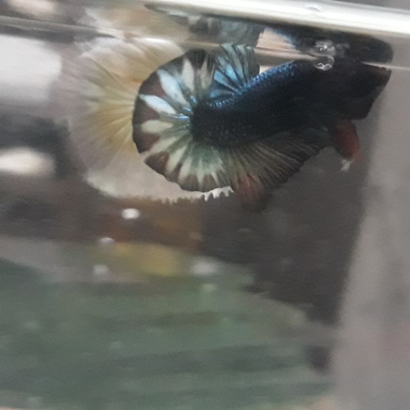 Ikan cupang fccp black meat vietnam