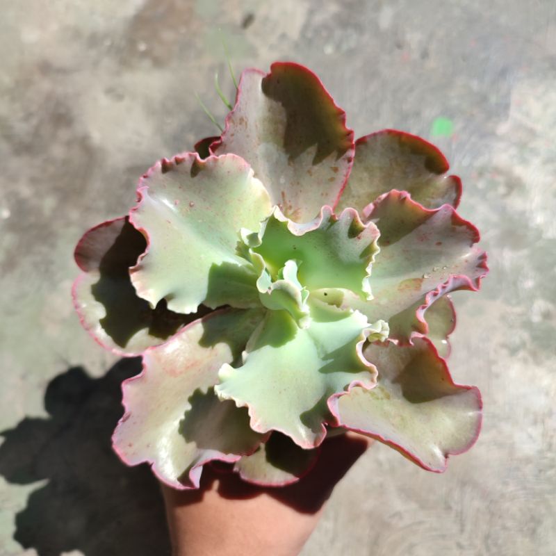 Sukulen Echeveria shaviana chantily /Sukulen kol